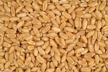 Manufacturers Exporters and Wholesale Suppliers of Wheat Seeds Ahmedabad Gujarat